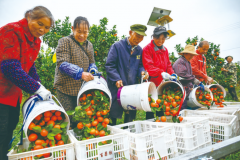擦亮农业品牌帮力财产复兴全区已累计建