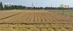 “聪慧种地”提质增效帮力夏粮丰登丰收